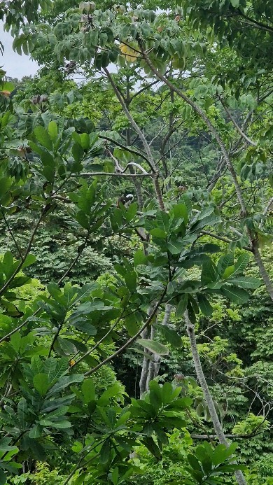 Monkey Dance @barranquero.hotel ...

#colombiatravel #travelsouthamerica #monkey #overlandcolombia #overlanders